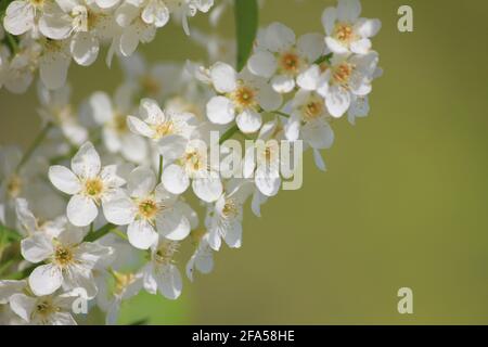 Spiraea im Stadtpark Staddijk Stockfoto