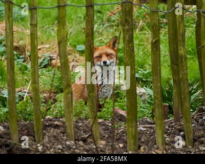 Ein londoner Fuchs im Russia Dock Woodland, entspannend und ruhig, mit geschlossenen Augen, während er sich von seinen Wandern ausruhen kann. Stockfoto