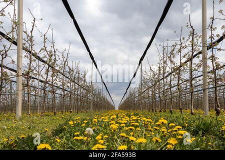 Der Dandelion blüht zwischen den Reihen in einem Apfelgarten. Sechs Jahre alte Golden Delicious Bäume im Apfelgarten im April. Stockfoto