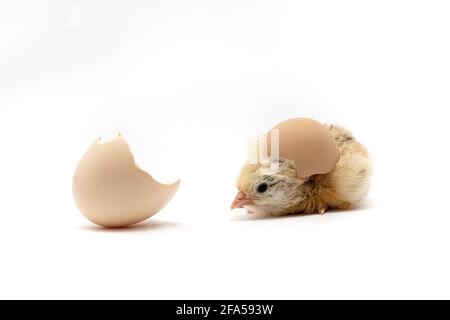 Huhn und eine Eierschale auf weißem Hintergrund.Neugeborenes gelbes Huhn Mit Eierschale Stockfoto