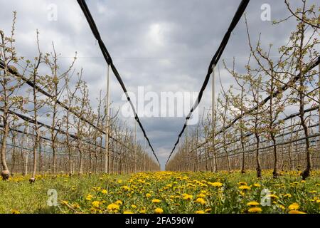 Der Dandelion blüht zwischen den Reihen in einem Apfelgarten. Sechs Jahre alte Golden Delicious Bäume im Apfelgarten im April. Stockfoto