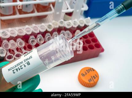 Laboranalyse einer neuen SARS-Cov-2-Mutation in Belgien aus dem Kongo, bekannt als Spike Insertion (SI), deren wissenschaftlicher Name B.1.214, konzeptuelles ima ist Stockfoto