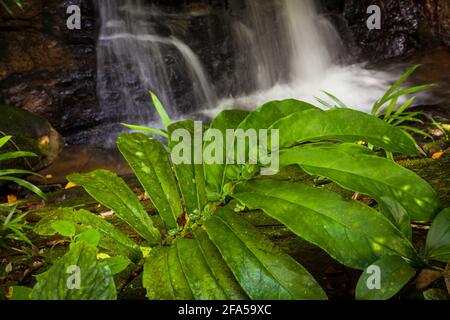 Panama-Landschaft mit großen Blättern an einem kleinen Wasserfall in der Nargana-Wildnis in Garduk, Comarca Guna Yala, Republik Panama. Stockfoto