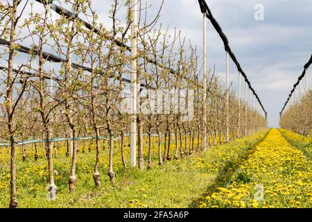 Der Dandelion blüht zwischen den Reihen in einem Apfelgarten. Sechs Jahre alte Golden Delicious Bäume im Apfelgarten im April. Stockfoto