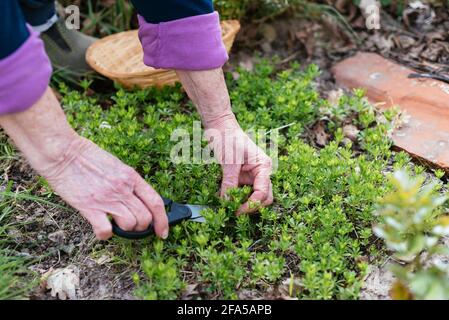 Gärtner erntet Bettstroh mit Süßduft (Galium odoratum) Stockfoto