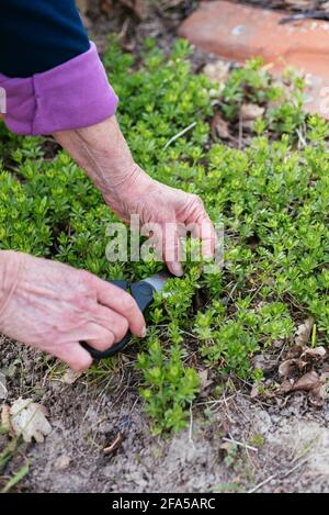 Gärtner erntet Bettstroh mit Süßduft (Galium odoratum) Stockfoto