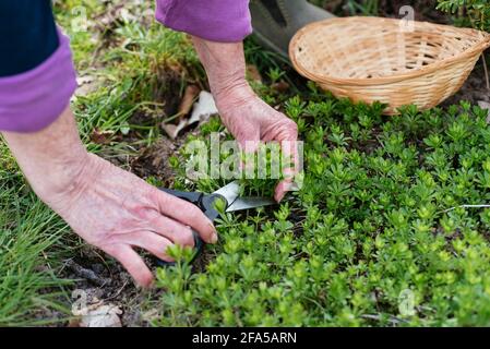 Gärtner erntet Bettstroh mit Süßduft (Galium odoratum) Stockfoto