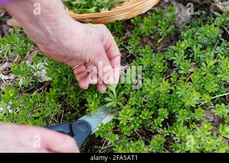 Gärtner erntet Bettstroh mit Süßduft (Galium odoratum) Stockfoto