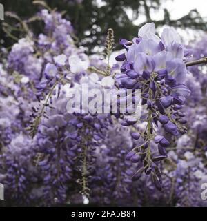 Blühende Glyzinie aus nächster Nähe. Zarte, violette Blütenbündel auf einem unfokussigen Hintergrund Stockfoto