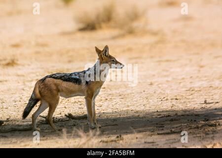 Schwarzer Schakal, der im trockenen Schatten in Wüstenland im Kgalagadi Transfrontier Park in Südafrika steht; Specie Canis mesomelas Familie der Canidae Stockfoto