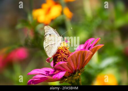 Weißkohl Schmetterling lat. Pieris brassicae auf einer rosa Blume im Sonnenlicht. Makrofotografie von Wildtieren. Der Schmetterling bestäubt die Blüten der Stockfoto