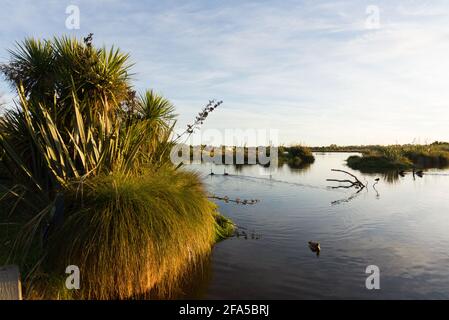 Travis Feuchtgebiet Naturpark Christchurch Neuseeland Stockfoto