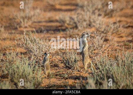 Zwei Erwachsene und junge Erdmännchen, die in Alarmbereitschaft im grenzüberschreitenden Kgalagari-Park in Südafrika stehen; specie Suricata suricatta Familie von Herpestidae Stockfoto