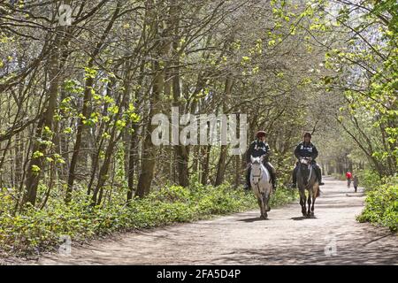 Wimbledon Common Rangers reiten durch den Wald auf dem Wimbledon Common, Südwesten Londons, Großbritannien. Stockfoto