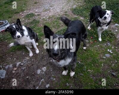 Aus dem hohen Winkel betrachten wir die Familie der Border Collies Hunde, die die Kamera betrachten. Stockfoto