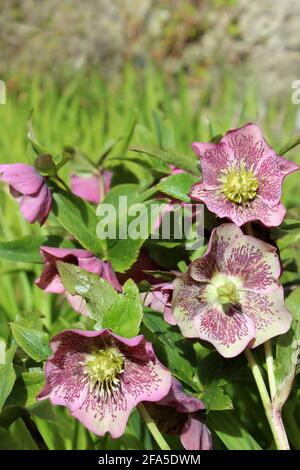 Fastenrose Helleborus orientalis Stockfoto