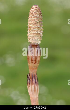 Field Horsetail Equisetum arvense - fruchtbarer Kegel Stockfoto