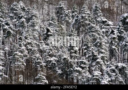 Winterszene mit schneebedeckten Bäumen in einem Wald In der Nähe von Brasov Transilvania Rumänien Stockfoto
