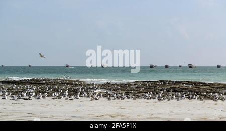 Möwen am Strand und verankerte Daus in der Ferne in der Nähe des Dorfes Al-Khalufa, Oman Stockfoto