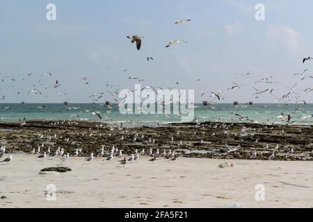 Möwen am Strand und verankerte Daus in der Ferne in der Nähe des Dorfes Al-Khalufa, Oman Stockfoto