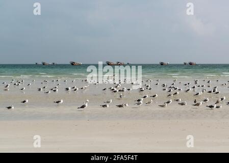 Möwen am Strand und verankerte Daus in der Ferne in der Nähe des Dorfes Al-Khalufa, Oman Stockfoto