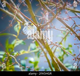 Weiblich black-headed Goldfinch sitzen auf einem Zweig Stockfoto