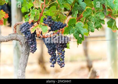 Weintrauben, schwarz, rot, violett, Trauben hängen an einer Weinrebe in der Nähe in einem Weinberg in Kapstadt, Südafrika Stockfoto