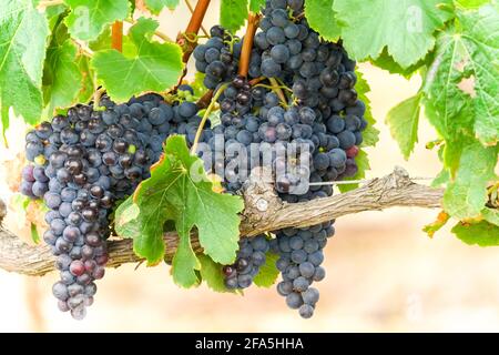 Schwarz. Rote, violette Weintrauben hängen an einer Weinrebe in einem Weinberg in der Nähe von Kapstadt, Südafrika Stockfoto