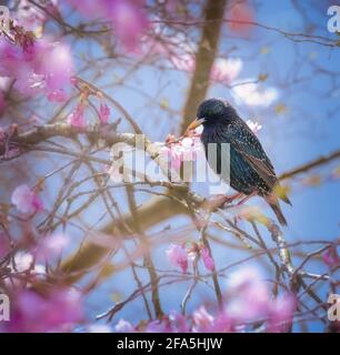 Nahaufnahme eines Sterns, der auf einer blühenden Kirsche sitzt Baum Stockfoto