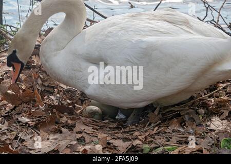Ein weiblicher Schwan und ihre Eier auf einem Nest, das sie baute, brütete 3 Eier. In einem Park in Flushing, Queens, New York City. Stockfoto