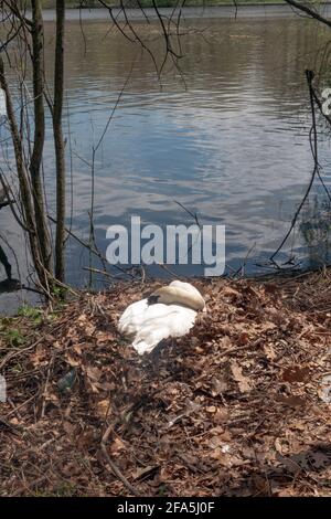 Ein Schwan ruht auf einem Nest, das sie für die Brut von 3 Eiern gebaut hat. In einem Park in Flushing, Queens, New York City. Stockfoto