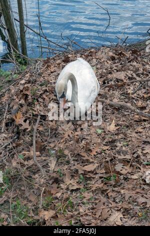 Ein weiblicher Schwan sammelt mit ihrem Schnabel Blätter, um ein Nest für die Brut von 3 Eiern zu bauen. In einem Park in Flushing, Queens, New York City. Stockfoto