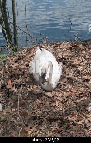 Ein weiblicher Schwan sammelt mit ihrem Schnabel Blätter, um ein Nest für die Brut von 3 Eiern zu bauen. In einem Park in Flushing, Queens, New York City. Stockfoto