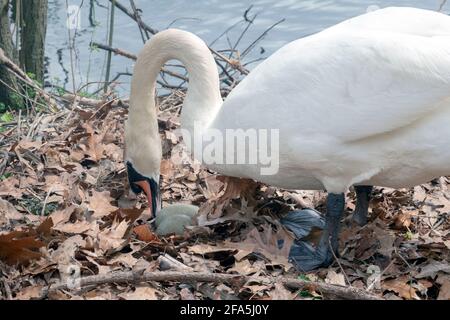 Ein weiblicher Schwan bewegt ihre Eier auf einem Nest, das sie für 3 Eier gebaut hat. In einem Park in Flushing, Queens, New York City. Stockfoto