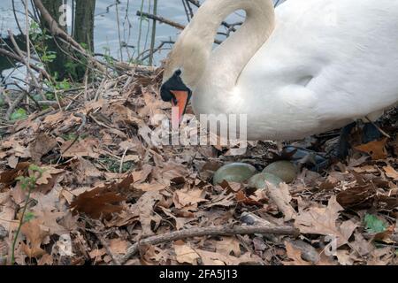 Ein weiblicher Schwan und ihre Eier auf einem Nest, das sie baute, brütete 3 Eier. In einem Park in Flushing, Queens, New York City. Stockfoto