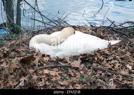 Ein weiblicher Schwan und ihre Eier auf einem Nest, das sie baute, brütete 3 Eier. In einem Park in Flushing, Queens, New York City. Stockfoto