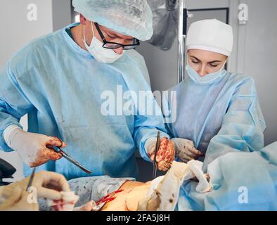 Vorderansicht von Ärzten, die medizinische Instrumente verwenden, während sie eine Bauchdeckenoperation in der Klinik durchführen. Männliche plastische Chirurg und weibliche Assistentin tun abdominale plastische Chirurgie im Operationssaal. Stockfoto