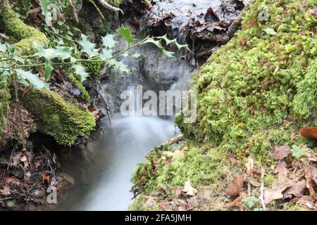 Magischer Woodland Stream, Wiltshire. England Stockfoto