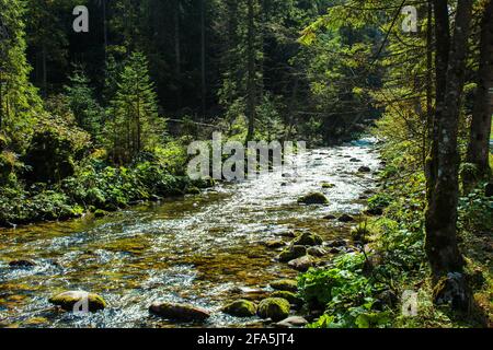 Atemberaubender polnischer, roher, unberührter Wald mit einer Quelle in der Nähe Stockfoto