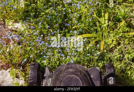 Erhalt der Biodiversität im Hausgarten Konzept. Nicht alle natürlichen Wildblumen mähen, sondern sie für bestäubende Insekten und Ersatz für verlassen Stockfoto
