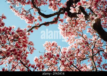 Schöne blühende rosa Magnolia Baum Nahaufnahme auf EINEM sonnigen Tag Stockfoto