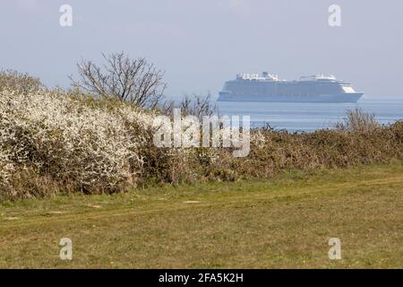 Hymne of the Seas und Prunus spinosa, auch bekannt als Schlehdorn oder Schlehe , Studland, Isle of Purbeck, Dorset, Großbritannien Stockfoto