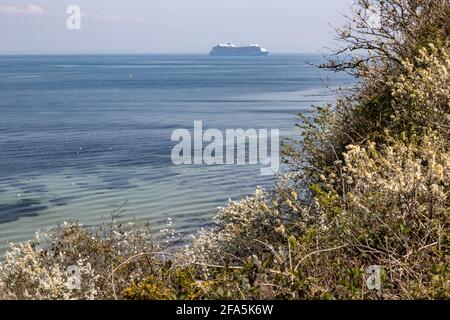 Studland Bay, Anthem of the Seas, Hering Gulls und Prunus spinosa, auch bekannt als Schlehdorn oder Schlehe , Studland, Isle of Purbeck, Dorset, Großbritannien Stockfoto