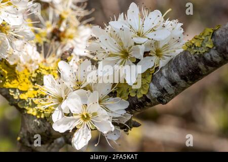 Prunus spinosa, auch bekannt als Schlehdorn oder Schlehe , Studland, Isle of Purbeck, Dorset, Großbritannien Stockfoto