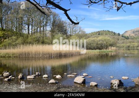 Das Hotel liegt im Tal von Great Langdale und ist umgeben von den inspirierenden Langdale Hechten liegt das schöne Elterwater, in alten nordischen, Schwanensee. Stockfoto