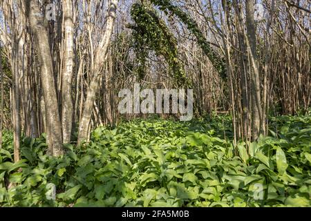 Bärlauch, Allium ursinum, aka Wildkauz, Ramsons, Buckrams, Breitblättriger Knoblauch, Holzknoblauchzehen, Bärlauch oder Bärlauch, das Warren Wood, Old H Stockfoto