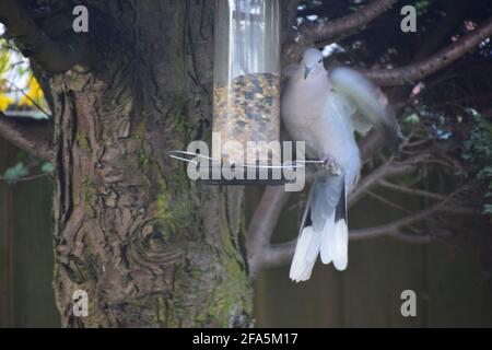 Eurasische Collard Tauben, die in Vogelsamen in einem englischen Garten auf hängendem Samenfutter sitzen. Stockfoto