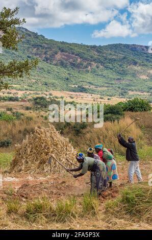 Bäuerinnen, die den Boden auf einem Feld in der Nähe von Mzimba, Malawi, bebauen Stockfoto