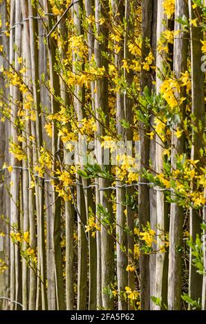 Holzzaun aus dünnen Stangen mit Metalldrähten um einen Garten mit gelber Forsythia intermedia, oder Border Forsythia in Blüte im Frühjahr Stockfoto