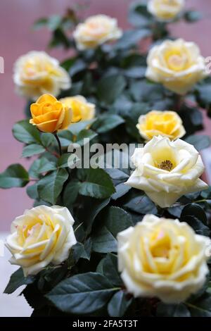 Schöne gelbe Rosen mit verschwommenem Hintergrund. Stockfoto